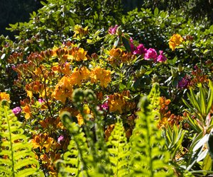 Wann blüht Rhododendron? Alles zur Blütezeit & Pflege der beliebten Gartenpflanze