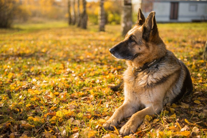 Schäferhund liegt im Herbstlaub