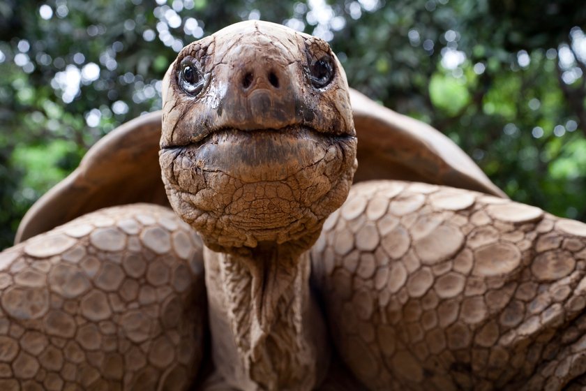 Chinesisch große Schildkröte