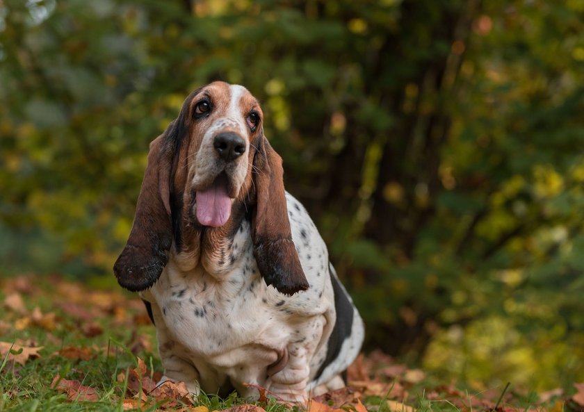 Ein Basset Hound sitzt zwischen Laub