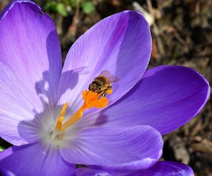 Ist der Krokus giftig für Mensch und Tier?