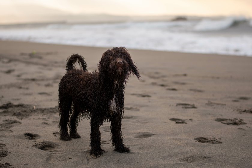 A  cute  Irish  Water  Spaniel  on  the  sand  beach  by  the  ocean  at  golden  sunset xkwx cute,  Irish  Water  Spaniel,  sand,  beach,  dog,  animal,  pet,  furry,  puppy,  domestic,  canine,  mammal,  sweet,  nature,  small,  breed,  purebred,  summer,  sea,  ocean,  coast,  island,  shore,  coastline,  seaside,  golden,  sunset,  background