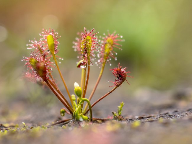 Eine Pflanze mit mehreren grünen Stängeln, jeweils mit rosettenförmigen Blättern mit roten Tentakeln.