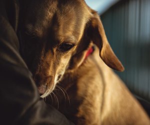 Silvester mit Hund: Mit diesen Tipps wird die Nacht für euren Vierbeiner entspannter