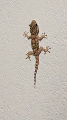 Gekko im Zimmer