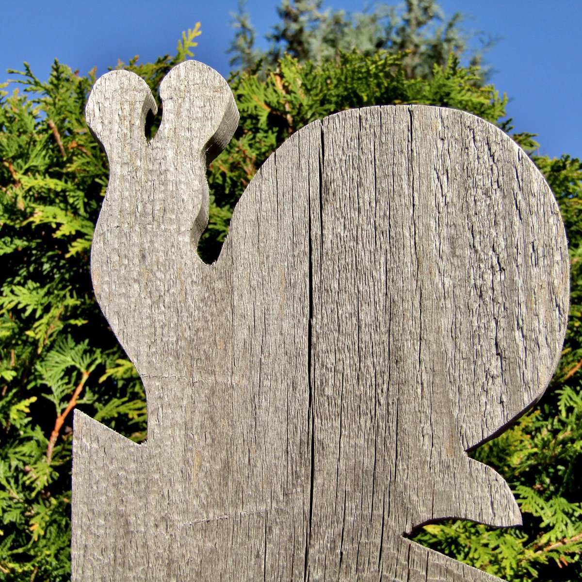 Heimtckische Heckenpflanze: Ist die Thuja giftig?