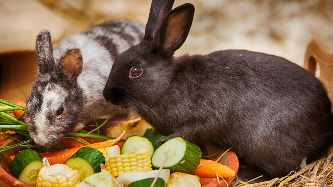 Eine ausgewogene Ernährung ist wichtig für Kaninchen.