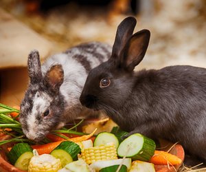 Dürfen Kaninchen Birnen essen? Das solltest du beachten