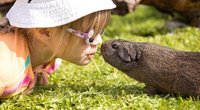 Wie viel kostet ein Meerschweinchen? Das sind die realen Kosten