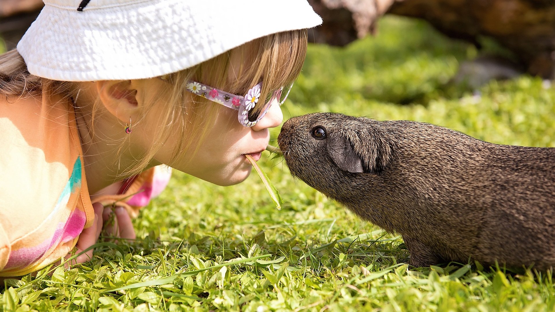 Wie viel kostet ein Meerschweinchen? Das sind die realen Kosten
