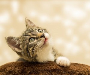 Dürfen Katzen Fliegen essen? Das solltest du wissen