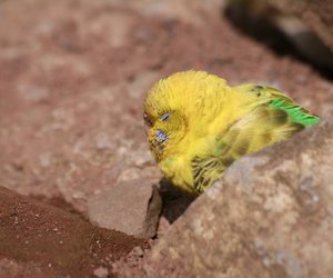 Wie schlafen Wellensittiche? Interessantes Vogelwissen für Kinder