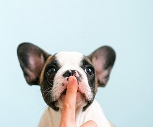 Vierbeinerfakten: Dürfen Hunde Orangen essen?