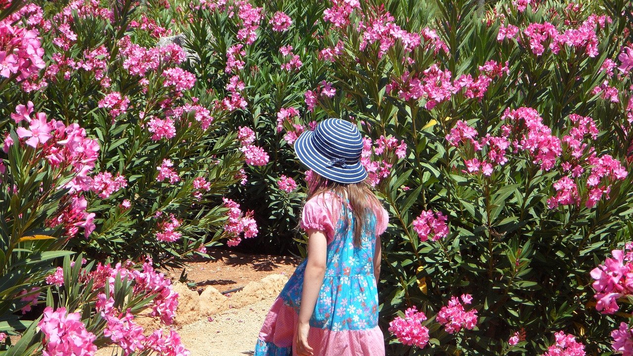 Kinder sollten sich von Oleander lieber fernhalten.