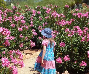 Ist Oleander giftig? Vorsicht vor dem mediterranen Ziergehölz
