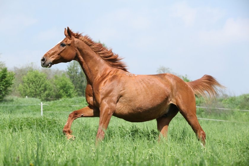 Budyonny horse running in spring