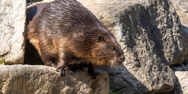 Warum bauen Biber Dämme: Das steckt dahinter