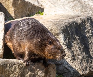 Warum bauen Biber Dämme: Das steckt dahinter
