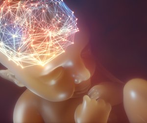 Gehirnentwicklung beim Baby – wie entsteht der Denkapparat?