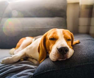 Süße Langschläfer: Diese 5 Hunderassen schlummern am meisten