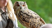 Was fressen Eulen? Ihre Lieblingsspeisen im Überblick