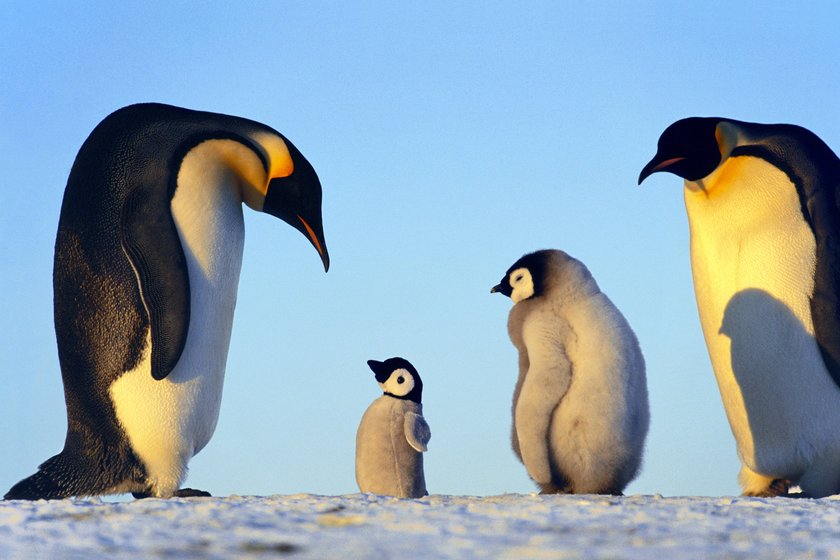 Trächtigkeit bei Pinguinen