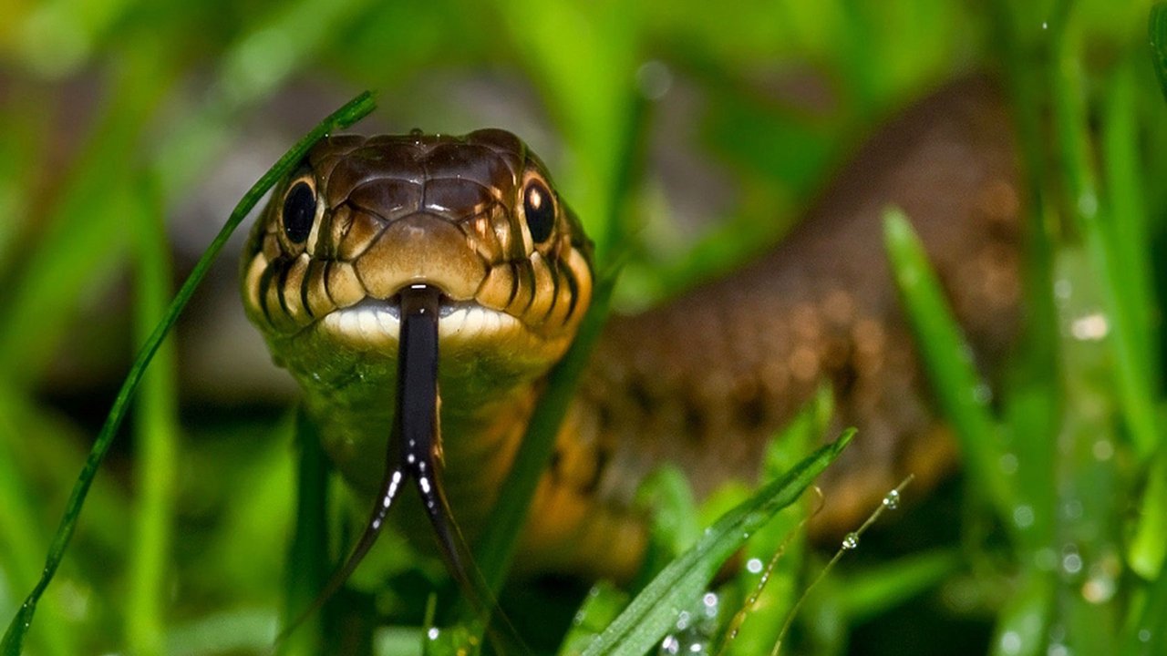 Überraschst du eine Schlange im hohen Gras, kann sie sich von dir bedroht fühlen und beißen.