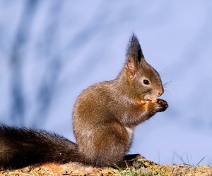 Eichhörnchen als Haustier halten: Darf man das?