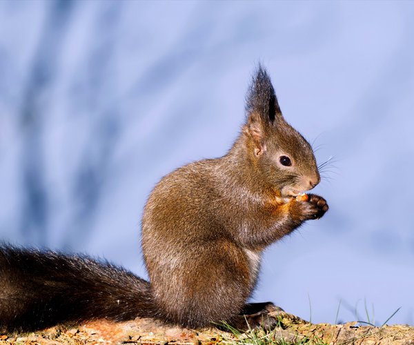 Darf Man Einen Fennek Als Haustier Halten Fennek als Haustier: Darfst du den Wüstenfuchs halten?