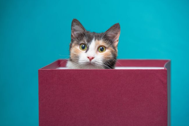 braun-weiß-schwarze Katze schaut aus einem roten Karton