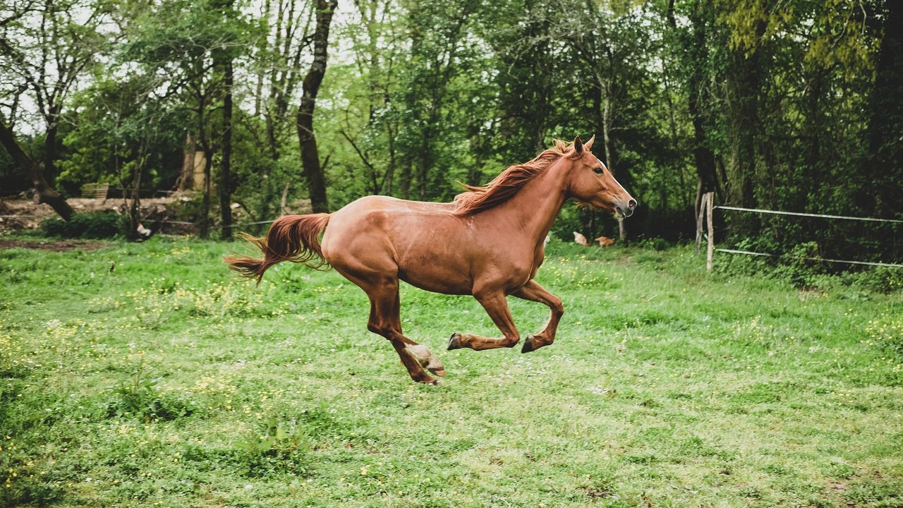 Als Fluchttier erreicht ein Pferd kurzzeitig ein hohes Tempo, wenn es erschrickt.