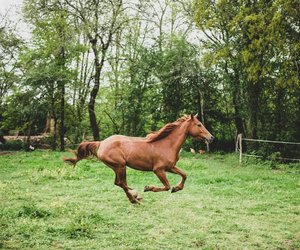 Wie schnell ist ein Pferd?