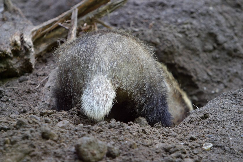 Ein Dachs gräbt einen unterirdischen Bau.