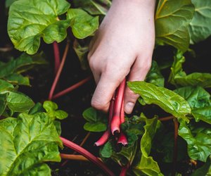 Mangold&#x3A;&#x20;Mit&#x20;diesem&#x20;einfachen&#x20;Trick&#x20;isst&#x20;du&#x20;das&#x20;Superfood&#x20;richtig