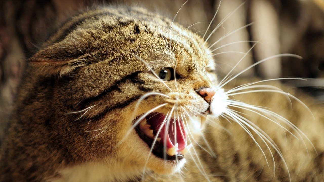 Beim Fauchen zeigen Katzen ihre Zähne.