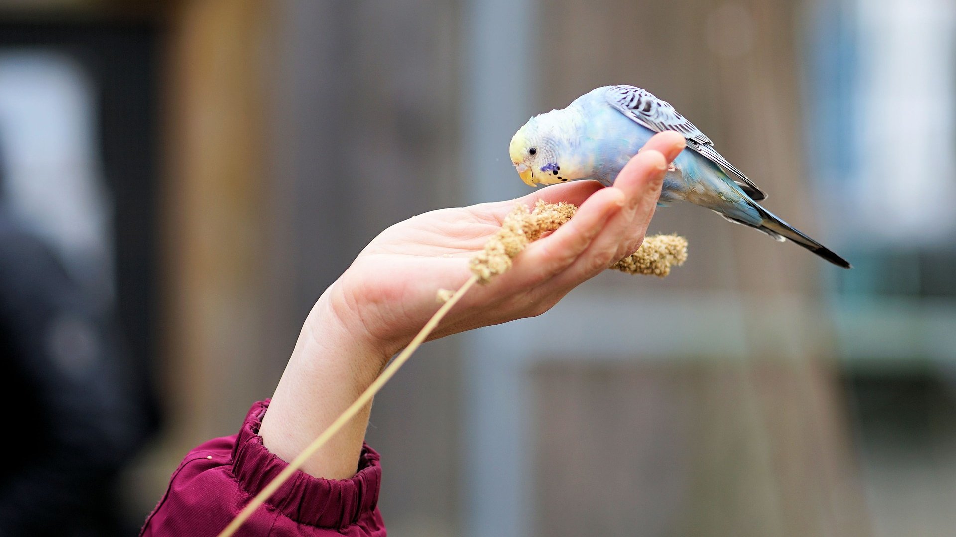 Wie Viel Kostet Ein Wellensittich Bei Zoo Und Co Wie viel kostet ein Wellensittich? Diese Kosten kommen auf dich zu