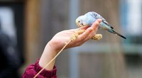 Wie viel kostet ein Wellensittich? Diese Kosten kommen auf dich zu