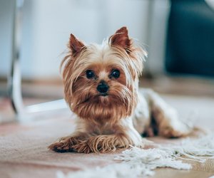 Dürfen Hunde Fenchel essen? Das solltest du wissen