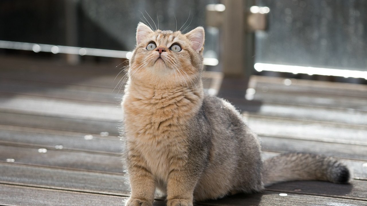 Britisch Kurzhaar Katzen zählen zu den bekanntesten und beliebtesten Katzenrassen weltweit.