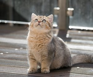 Katzen: Diese Kurzhaarrassen gibt es