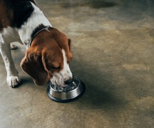 Mit diesem Gadget bleibt es um den Hundenapf kleckerfrei