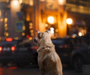 Sicher Gassi gehen im Dunkeln: Mit dem 2-in-1‑Gadget von Amazon kein Problem