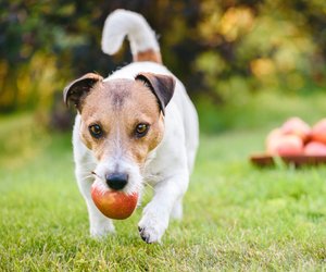 Dürfen Hunde Apfel essen? Versorge ihn mit Vitaminen