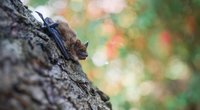 Fledermausarten: Diese Fledermäuse sind bei uns heimisch 