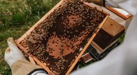 Wie entsteht Bienenwachs und wofür brauchen es die Bienen?