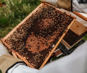 Wie entsteht Bienenwachs und wofür brauchen es die Bienen?