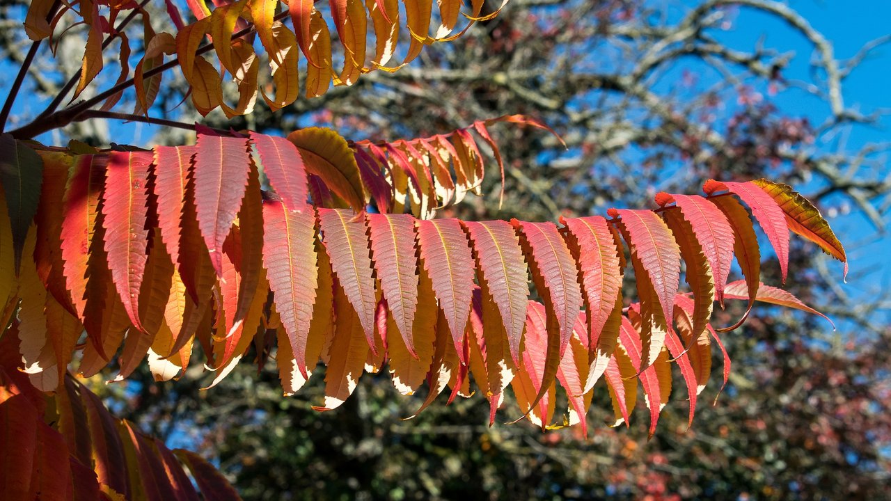 Das Herbstlaub des Essigbaumes ist intensiv rot gefärbt.