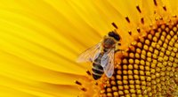 Insektenfreundliche Balkonpflanzen: Vorteile und Risiken für Kinder im Überblick