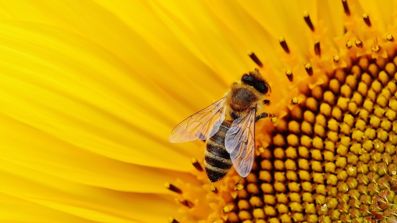 Eine Biene besucht eine Sonnenblumenblüte. 