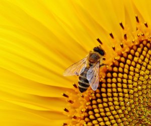 Insektenfreundliche Balkonpflanzen: Vorteile und Risiken für Kinder im Überblick
